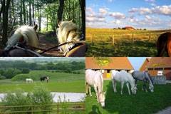 Pferdehof Ruhnau - Turnier- u. Ausbildungsstall - in Oberuckersee - Uckermark