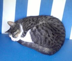 Bauernhof-Urlaub + Camping in der Ruheoase Fehmarn - in Sulsdorf