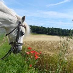 Erholsamer Urlaub auf dem Ferienhof Endres - in Engelhardsberg