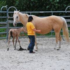 Urlaub mit Westernreiten - in Iserlohn - im Sauerland