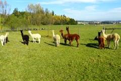 Eselhof Unter den Linden - in Niedereschach-Fischbach - Schwarzwald
