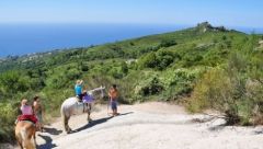 Insel Ischia - Ferienwohnung 
