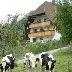 Erholsamer Urlaub auf dem Bauernhof im Elztal - im schönen Schwarzwald