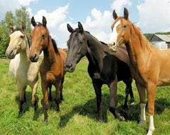 Reiterferien f�r Familien, Singles, Kinder und Jugendliche