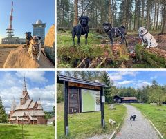 Ferienwohnung Am Wolfstein - willkommen in Bad Harzburg im Harz