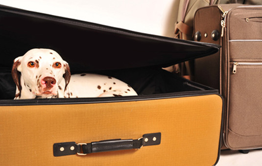 urlaub-mit-hund